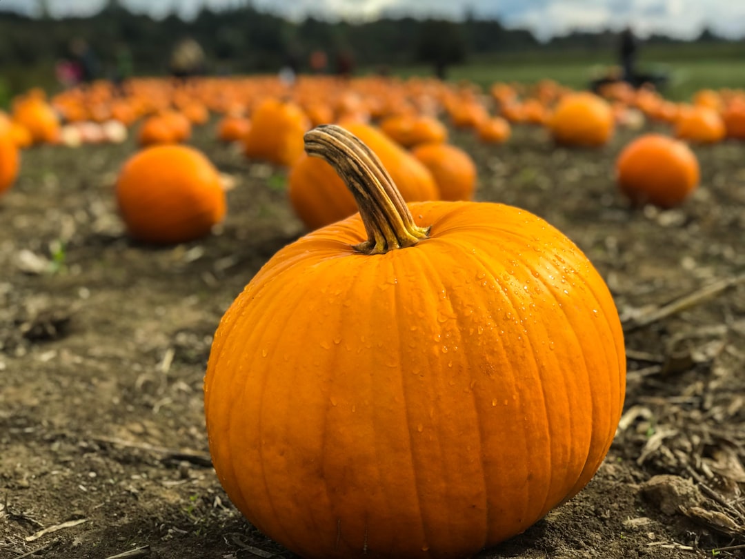 découvrez des stratégies algorithmique innovantes pour optimiser la récolte des citrouilles. apprenez à utiliser des techniques avancées et des analyses de données pour maximiser vos rendements tout en réduisant les risques. parfait pour les agriculteurs et les passionnés de jardinage !