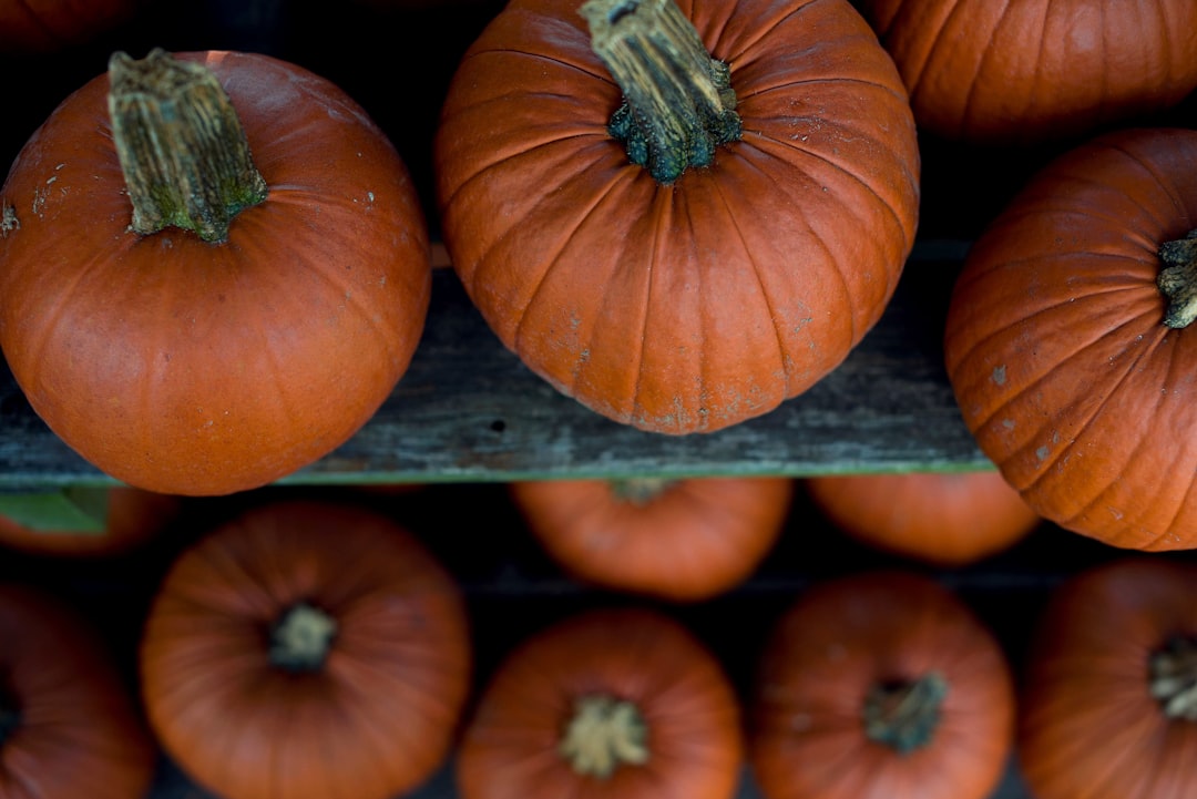découvrez l'univers fascinant des citrouilles algorithmiques, où l'art rencontre la technologie à travers des créations innovantes et surprenantes. plongez dans un monde où les mathématiques et la créativité s'entrelacent pour donner naissance à des œuvres uniques.