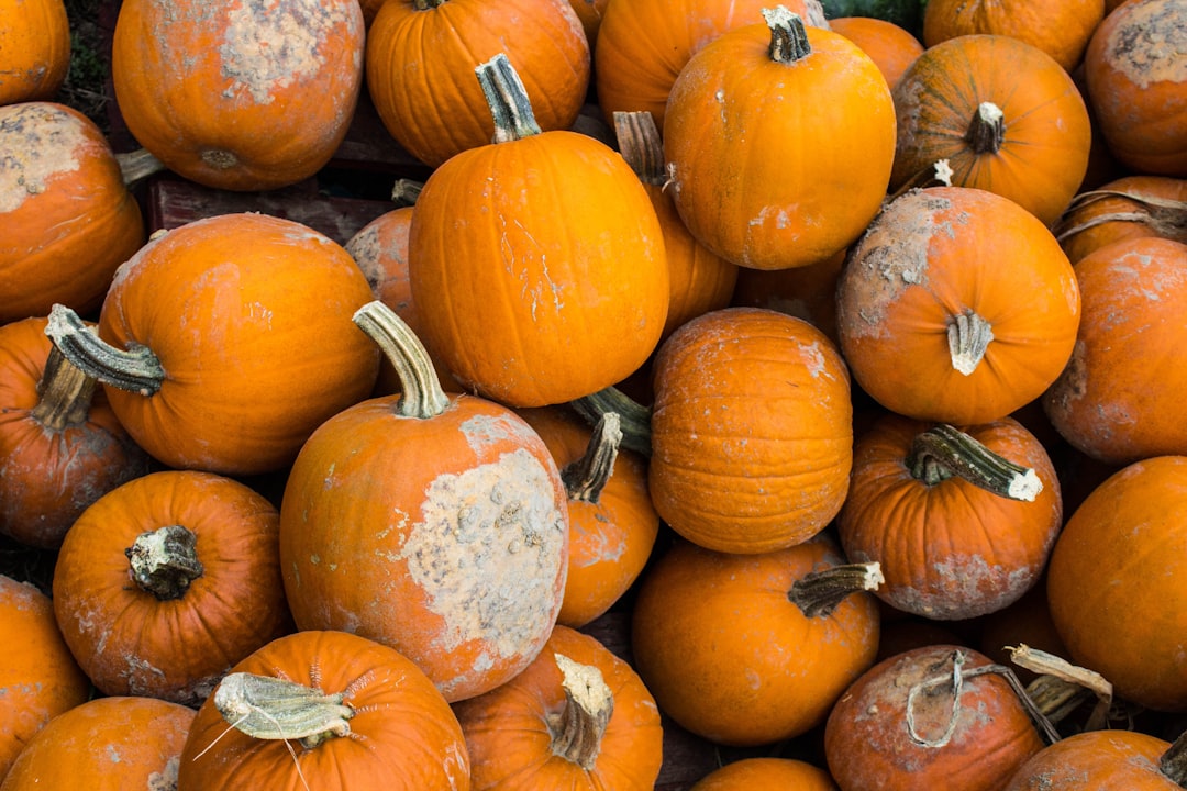 découvrez l'univers fascinant des citrouilles algorithmiques : une fusion entre art et technologie où les formes et motifs innovants prennent vie grâce aux algorithmes. plongez dans cette tendance captivante qui redéfinit la décoration automnale !